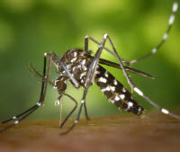 Dengue
