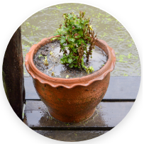 Eliminating Mosquito Breeding Sites